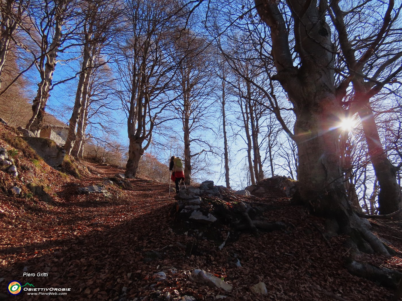 23 Il sent. 579 sale nel bosco di prevalente faggeta.JPG